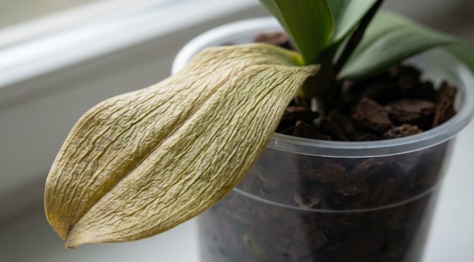 葉がしわしわの胡蝶蘭！水不足？根傷み？見分けるチェック表